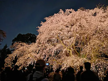 六義園に投稿された画像（2026/3/25）