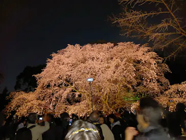 六義園に投稿された画像（2026/3/25）