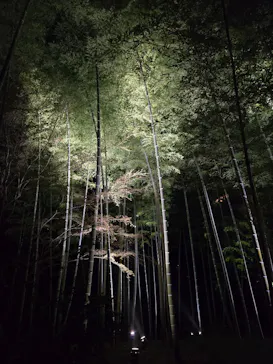 六義園に投稿された画像（2026/3/25）