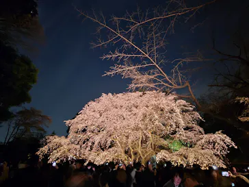 六義園に投稿された画像（2026/3/25）