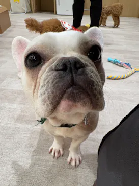 いぬカフェRio 鎌倉小町通り店に投稿された画像（2026/3/25）