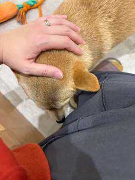 いぬカフェRio 鎌倉小町通り店に投稿された画像（2026/3/25）