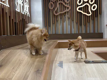 いぬカフェRio 鎌倉小町通り店に投稿された画像（2026/3/25）