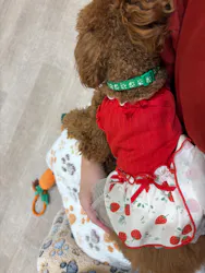 いぬカフェRio 鎌倉小町通り店に投稿された画像（2026/3/25）