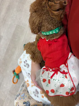 いぬカフェRio 鎌倉小町通り店に投稿された画像（2026/3/25）