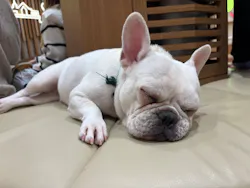 いぬカフェRio 鎌倉小町通り店に投稿された画像（2026/3/25）