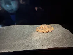 サンシャイン水族館に投稿された画像（2026/3/25）