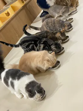 Cat Café MOFF 枚方モール店に投稿された画像（2026/3/25）