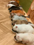 猫カフェモカ　大阪心斎橋店に投稿された画像（2026/3/25）