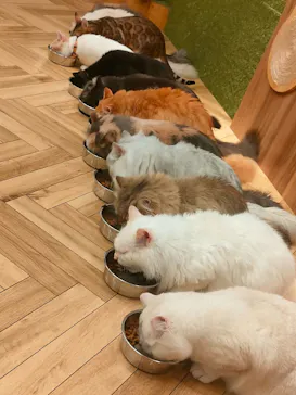 猫カフェモカ　大阪心斎橋店に投稿された画像（2026/3/25）
