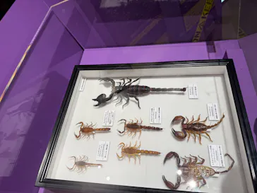 特別展「超危険生物展　科学で挑む生き物の本気」に投稿された画像（2026/3/25）