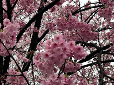 新宿御苑に投稿された画像（2026/3/25）