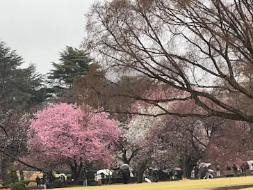 新宿御苑に投稿された画像（2026/3/25）