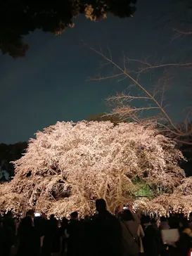 六義園に投稿された画像（2026/3/25）