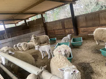 ダチョウ王国石岡ファームに投稿された画像（2026/3/25）