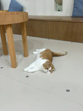 Cat Café MOFF 枚方モール店に投稿された画像（2026/3/25）