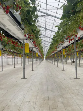 strawberry lab ～farmlab ikaho factory～に投稿された画像（2026/3/25）