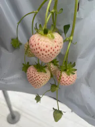 strawberry lab ～farmlab ikaho factory～に投稿された画像（2026/3/25）