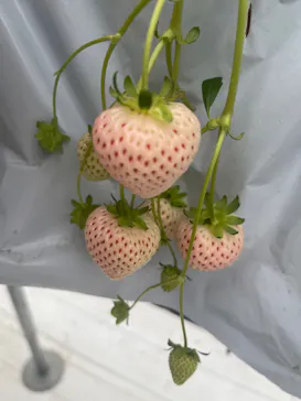 strawberry lab ～farmlab ikaho factory～に投稿された画像（2026/3/25）