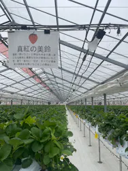 strawberry lab ～farmlab ikaho factory～に投稿された画像（2026/3/25）