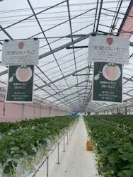 strawberry lab ～farmlab ikaho factory～に投稿された画像（2026/3/25）
