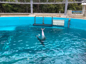 太地町立くじらの博物館に投稿された画像（2026/3/25）