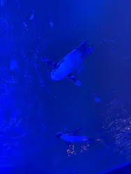 サンシャイン水族館に投稿された画像（2026/3/25）