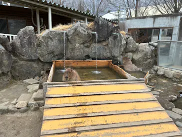 那須どうぶつ王国に投稿された画像（2026/3/25）