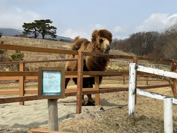 那須どうぶつ王国に投稿された画像（2026/3/25）