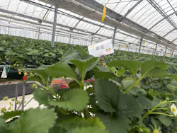 ストロベリーノ下田に投稿された画像（2026/3/25）