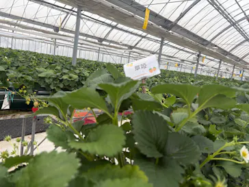 ストロベリーノ下田に投稿された画像（2026/3/25）