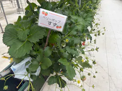 ストロベリーノ下田に投稿された画像（2026/3/25）