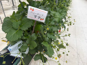 ストロベリーノ下田に投稿された画像（2026/3/25）