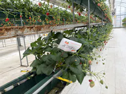 ストロベリーノ下田に投稿された画像（2026/3/25）