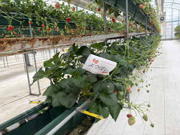 ストロベリーノ下田に投稿された画像（2026/3/25）