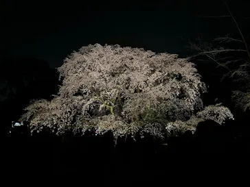 六義園に投稿された画像（2026/3/25）