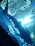 沖縄美ら海水族館に投稿された画像（2026/3/25）