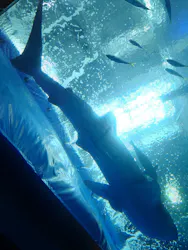 沖縄美ら海水族館に投稿された画像（2026/3/25）