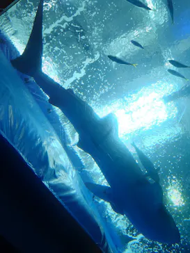 沖縄美ら海水族館に投稿された画像（2026/3/25）