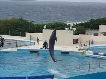 沖縄美ら海水族館に投稿された画像（2026/3/25）