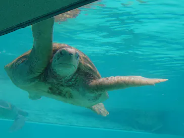 沖縄美ら海水族館に投稿された画像（2026/3/25）