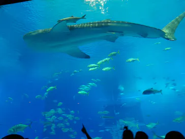 沖縄美ら海水族館に投稿された画像（2026/3/25）