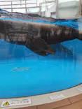 サンシャイン水族館に投稿された画像（2026/3/26）
