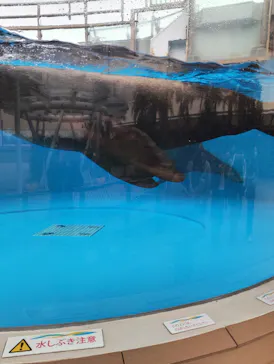 サンシャイン水族館に投稿された画像（2026/3/25）