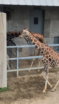 霞ケ浦 どうぶつとみんなのいえに投稿された画像（2026/3/25）