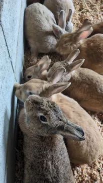 霞ケ浦 どうぶつとみんなのいえに投稿された画像（2026/3/25）