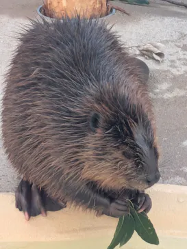 霞ケ浦 どうぶつとみんなのいえに投稿された画像（2026/3/25）