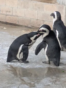 霞ケ浦 どうぶつとみんなのいえに投稿された画像（2026/3/25）