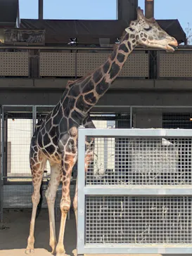 霞ケ浦 どうぶつとみんなのいえに投稿された画像（2026/3/25）