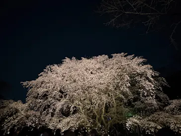 六義園に投稿された画像（2026/3/26）